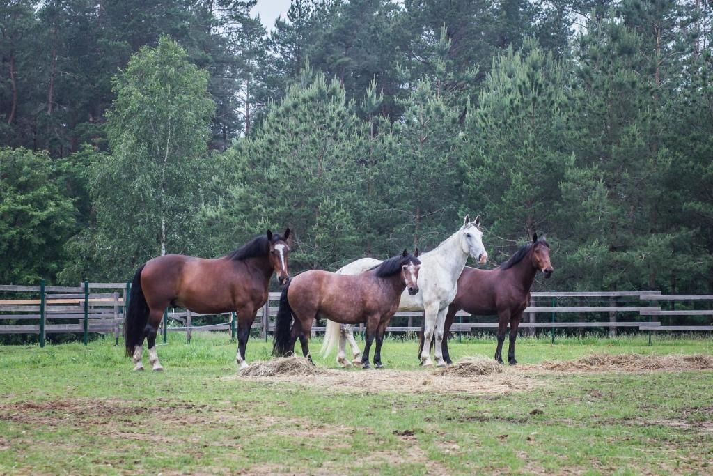 Виллы Nature Escape - Villa- Horses - Lake Plateliai Paplatelė